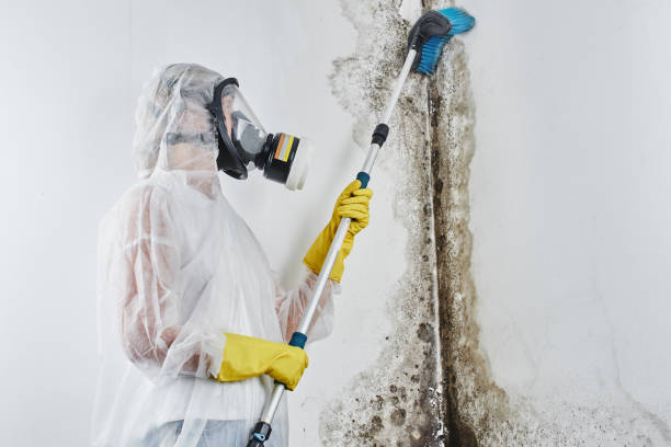 Best Mold Remediation  in Bethlehem, WV