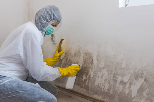 Best Office Mold Removal Services  in Bethlehem, WV