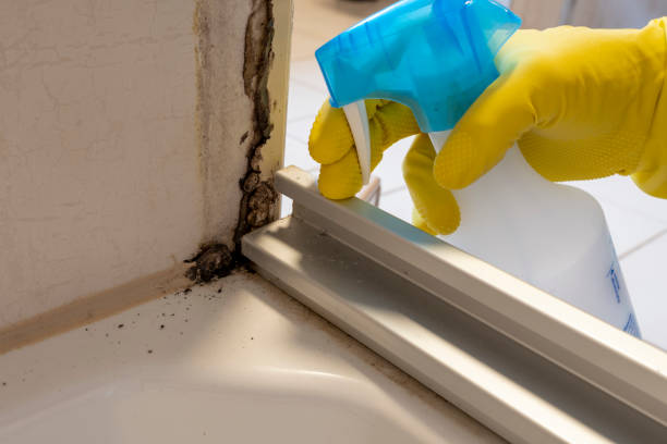 Best Mold Removal Process  in Bethlehem, WV