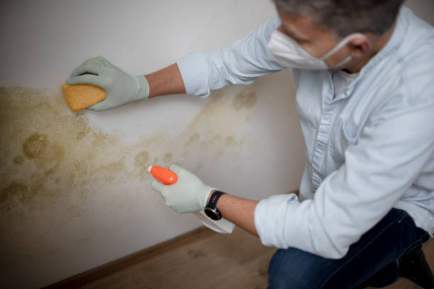 Best Local Mold Removal Service  in Bethlehem, WV