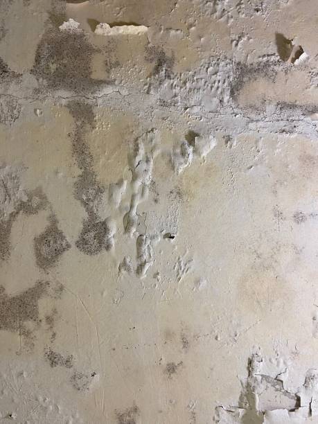 Certified Mold Removal in Bethlehem, WV