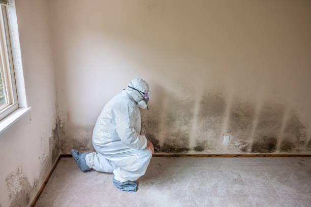 Best Commercial Mold Removal  in Bethlehem, WV